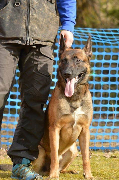 belgian shepherd world championship sportmalinois kennels malinois working line in belgium welcome belgian shepherd world championship sportmalinois kennels malinois working line in belgium welcome
