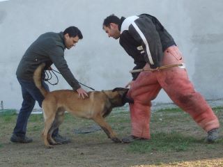 chiots malinois