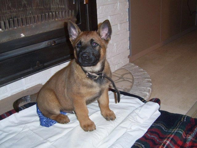 chiot malinois