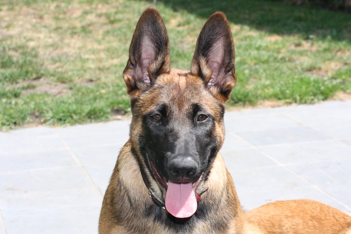 chiot malinois