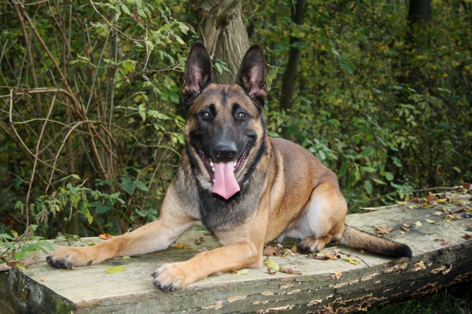 chiot malinois