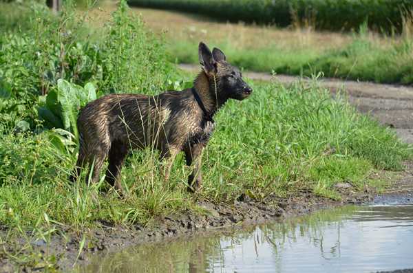 chiots malinois