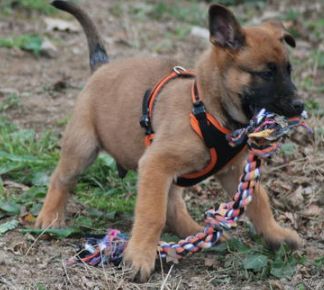 chiot malinois