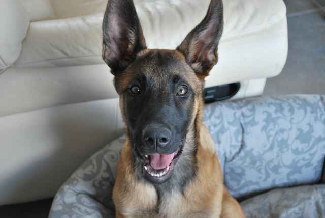 malinois