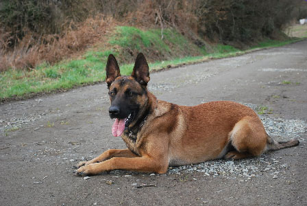 malinois