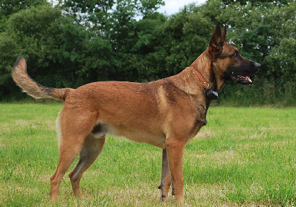 chiot malinois