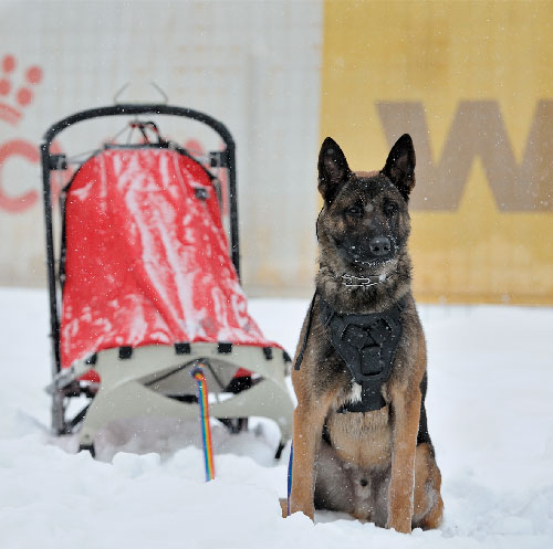 chiots malinois