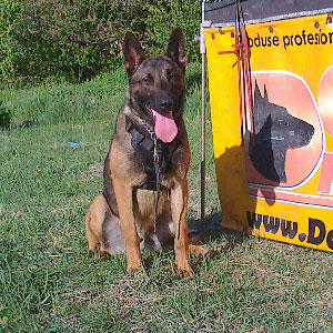 chiots malinois