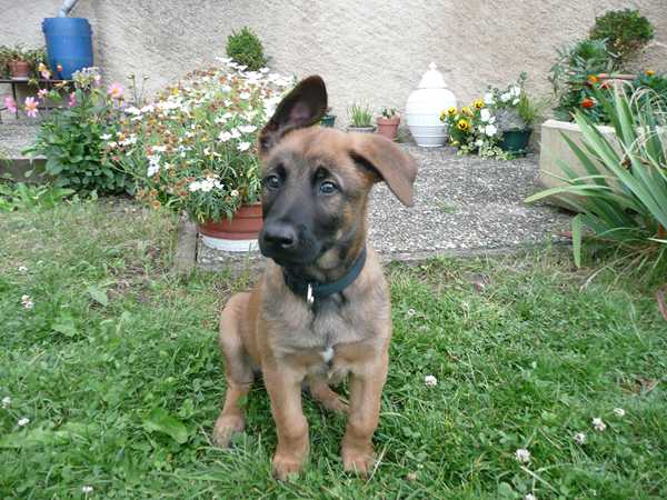 chiots malinois