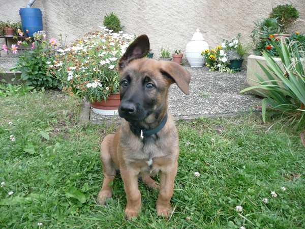 chiots malinois