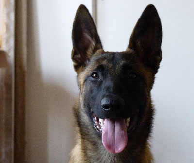 chiot malinois