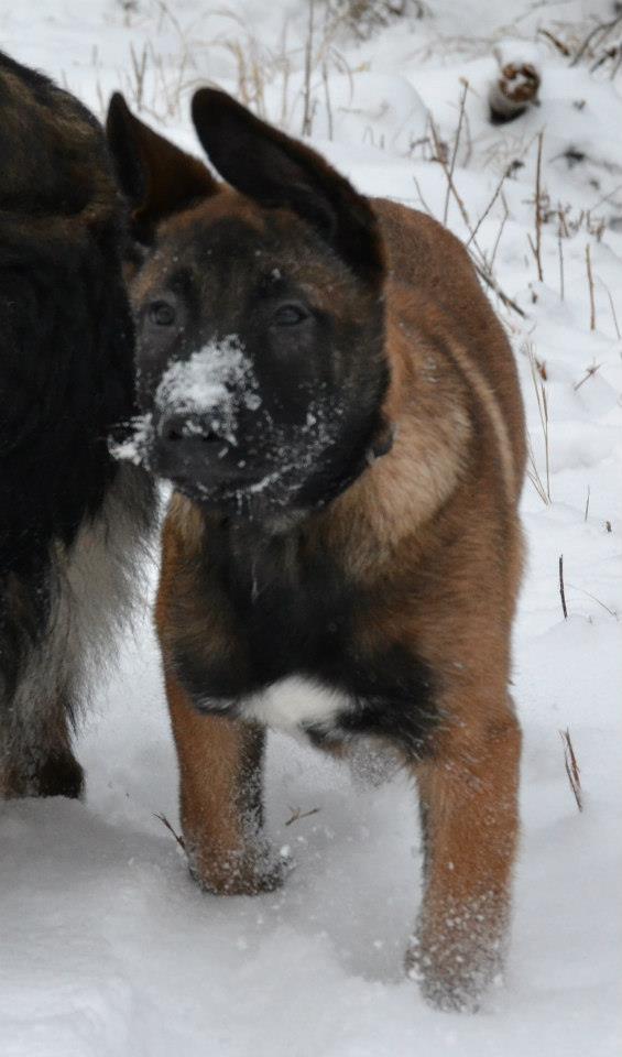 chiots malinois