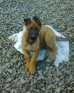 chiot malinois