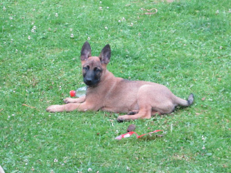 chiots malinois