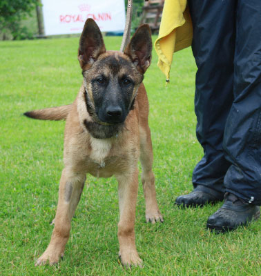 chiot malinois