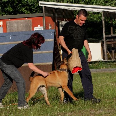 chiot malinois