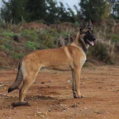 chiot malinois