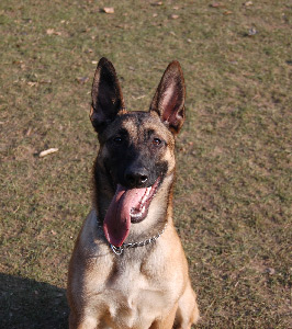 chiot malinois