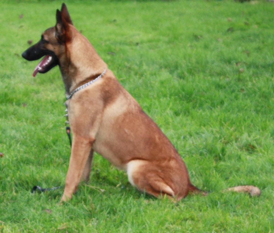 chiot malinois