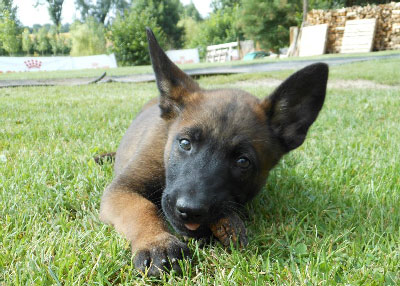 chiot malinois