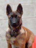 chiot malinois