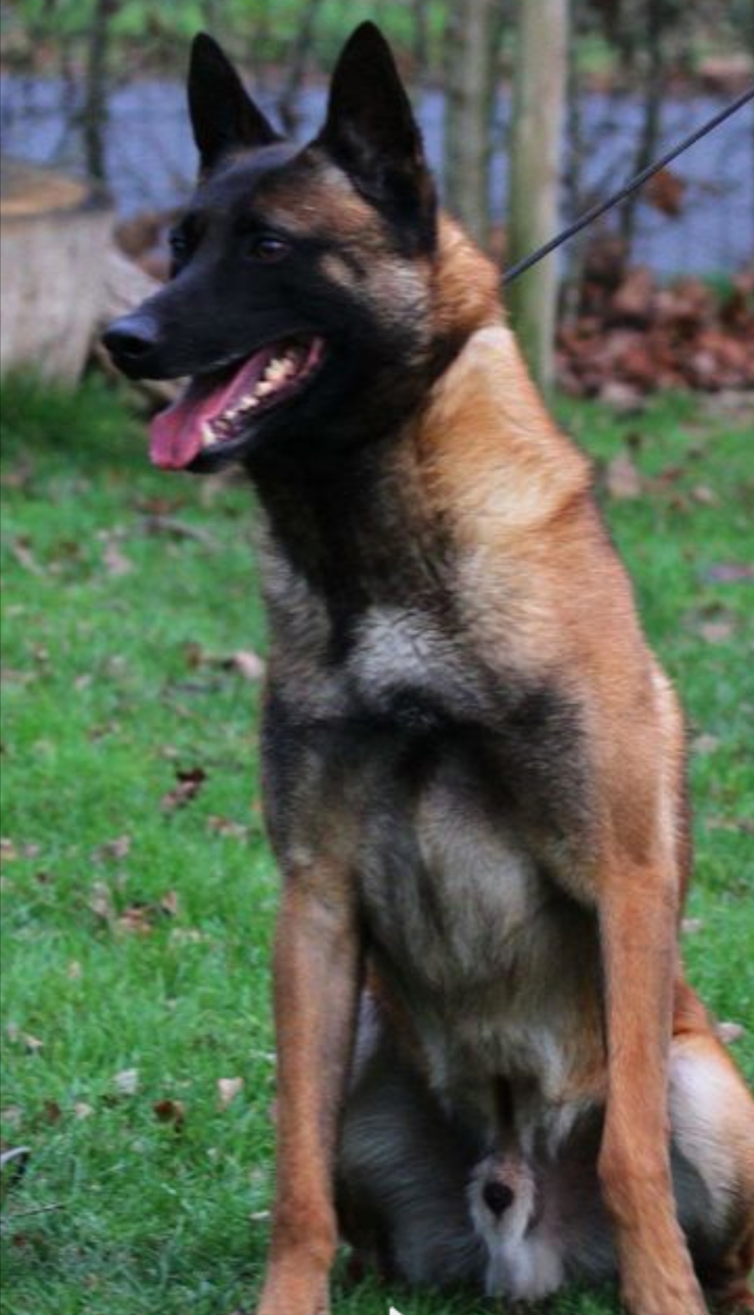 Sportmalinois Eleveur De Berger Belge Malinois Belgique L Elevage